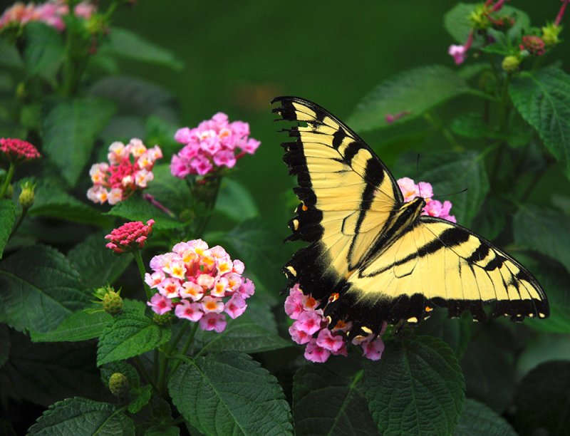 Lantana and the butterfly...