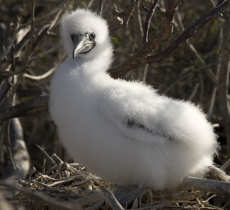 Booby Chick