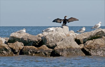 drying wings