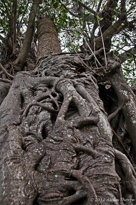 banyan tree