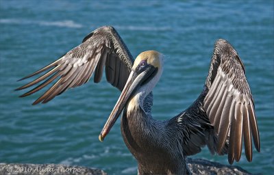 pelican