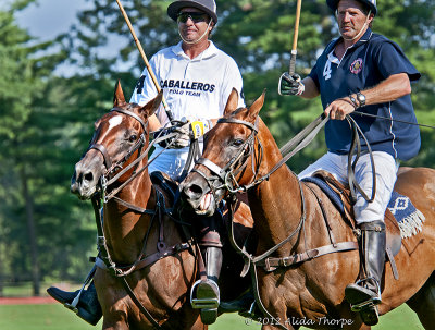 Polo Horses