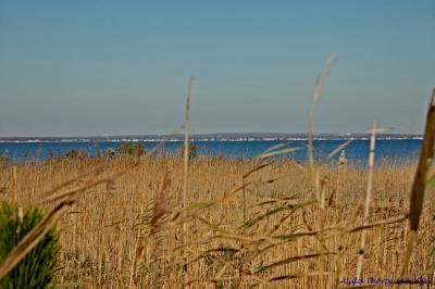 reeds, beach grass