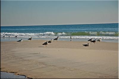 seagulls on sandbar