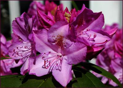 rhododendron