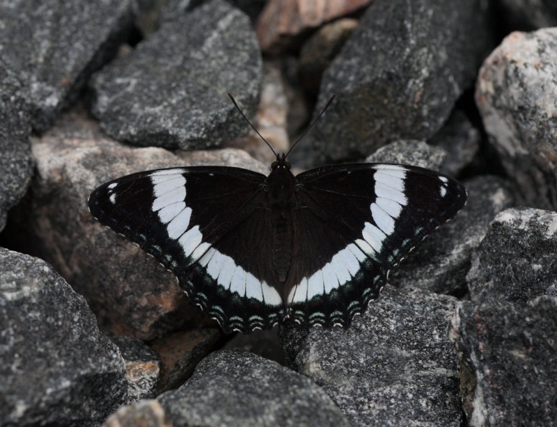 White Admiral