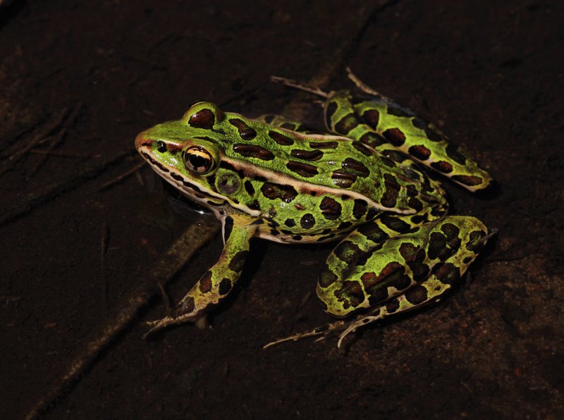 Northern Leopard Frog