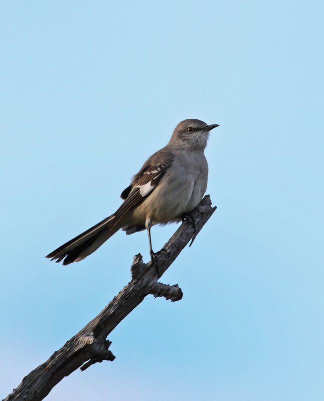 Northern Mockingbird