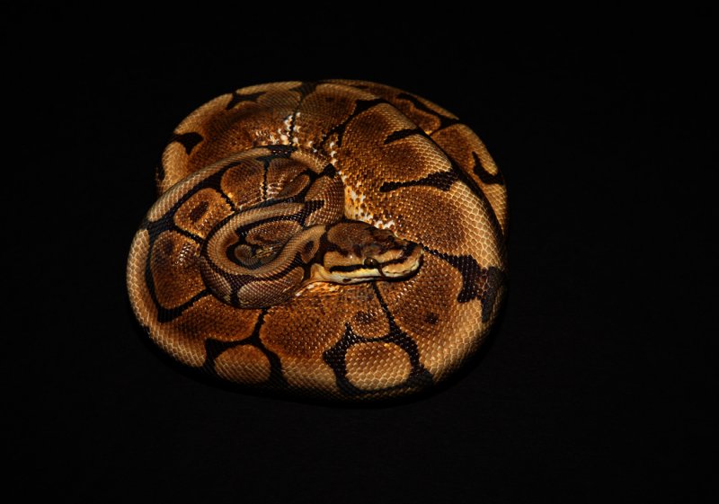 Ball Python (Spider Morph)