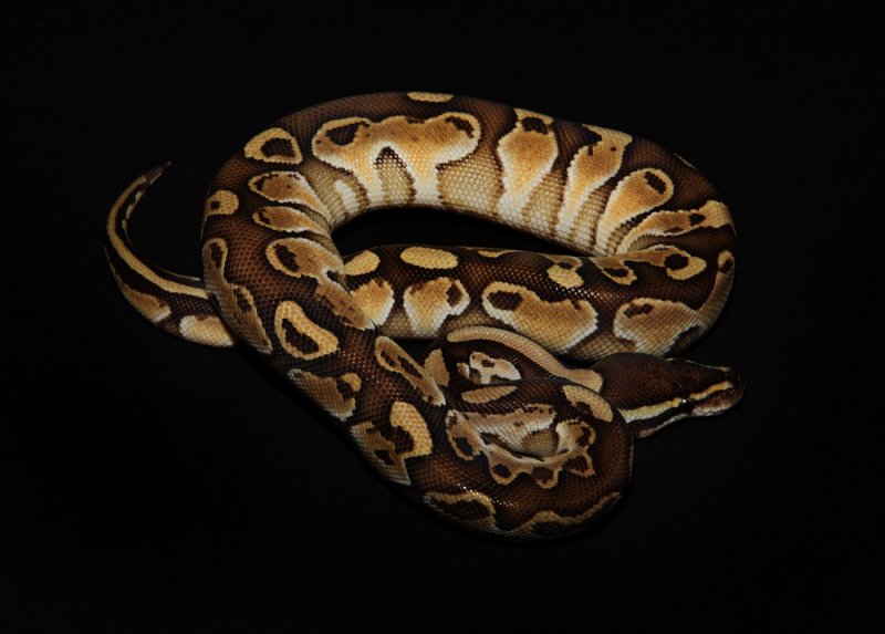 Ball Python (Cinnamon Morph)