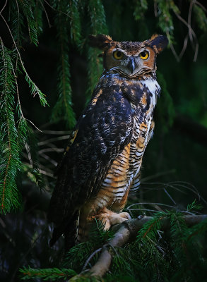 Great Horned Owl