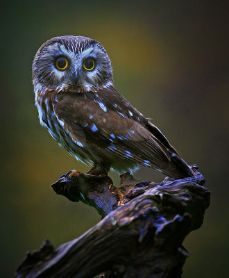 Saw Whet Owl