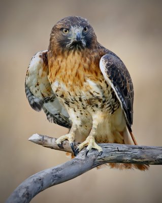 Redtailed Hawk