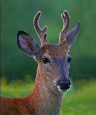 Young Whitetail buck