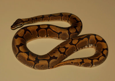 Ball Python (Spider Morph)