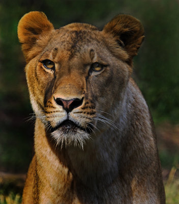 Female Lion