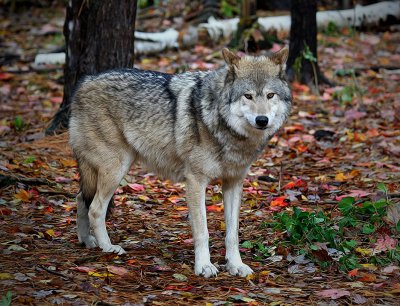 Eastern Timber Wolf