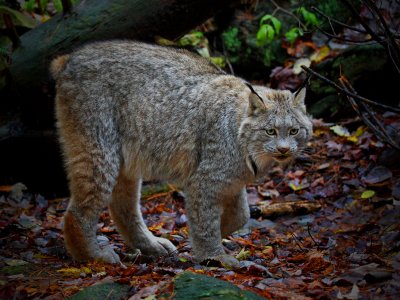 Lynx