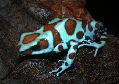 Dart Frogs and other exotics