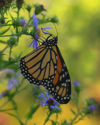 Monarch Butterfly