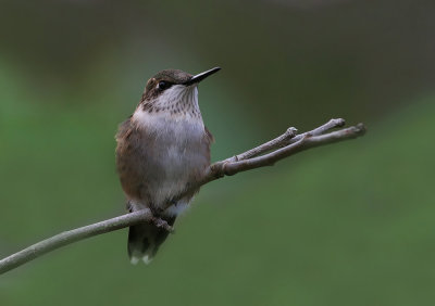 Hummingbird