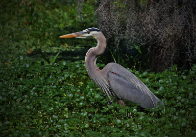 Great Blue Heron