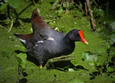 Moorhen