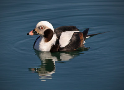 Long-tailed Duck