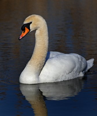 Mute Swan