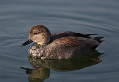 Wigeon