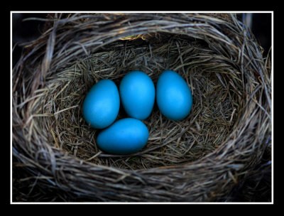 Robin's Eggs