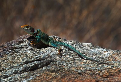 Collared Lizard