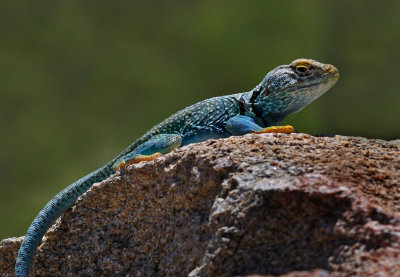 Collared Lizard