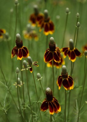 Wildflowers