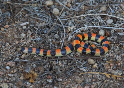 Banded Sand Snake