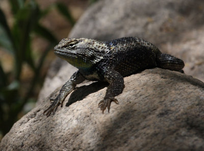 Desert Spiny Lizard