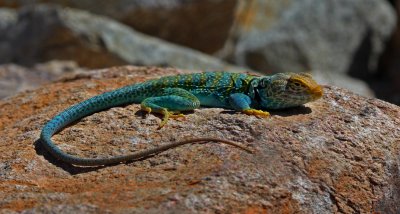 Collared Lizard (Male)