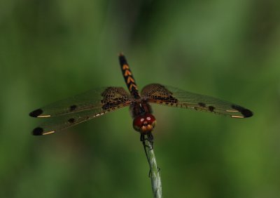 Calico Pennant Dragonfly