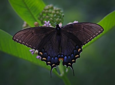 Tiger Swallowtail (Black Phase)