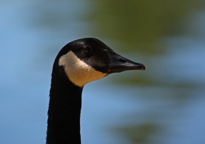 Canada Goose