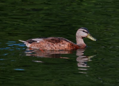 Female Mallard Duck