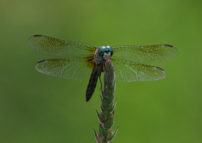 Blue Dasher Dragonfly