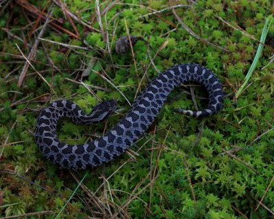 Eastern Masssasauga Rattlesnake