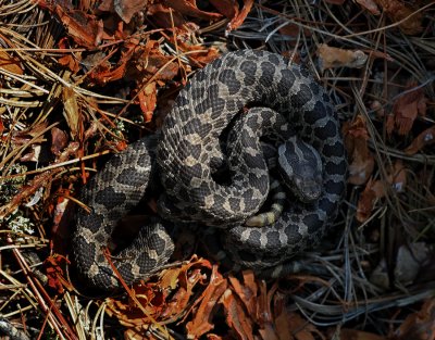 Eastern Masssasauga Rattlesnake (neonate)