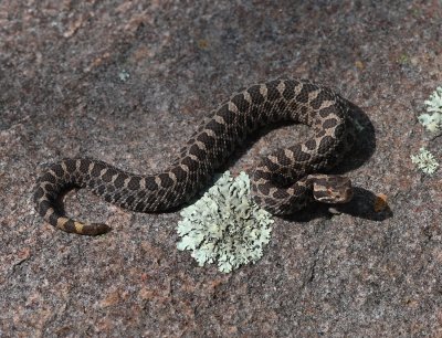 Eastern Masssasauga Rattlesnake