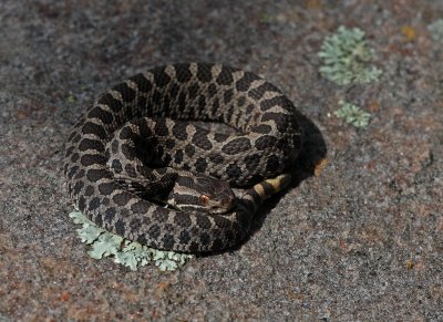 Eastern Masssasauga Rattlesnake (neonate)