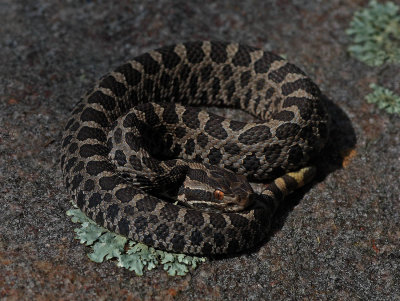 Eastern Massasauga Rattlesnake