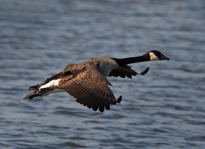 Goose-in-flight