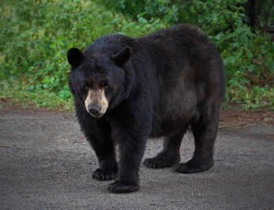Black-Bear3.jpg