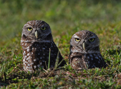 Burrowing Owls